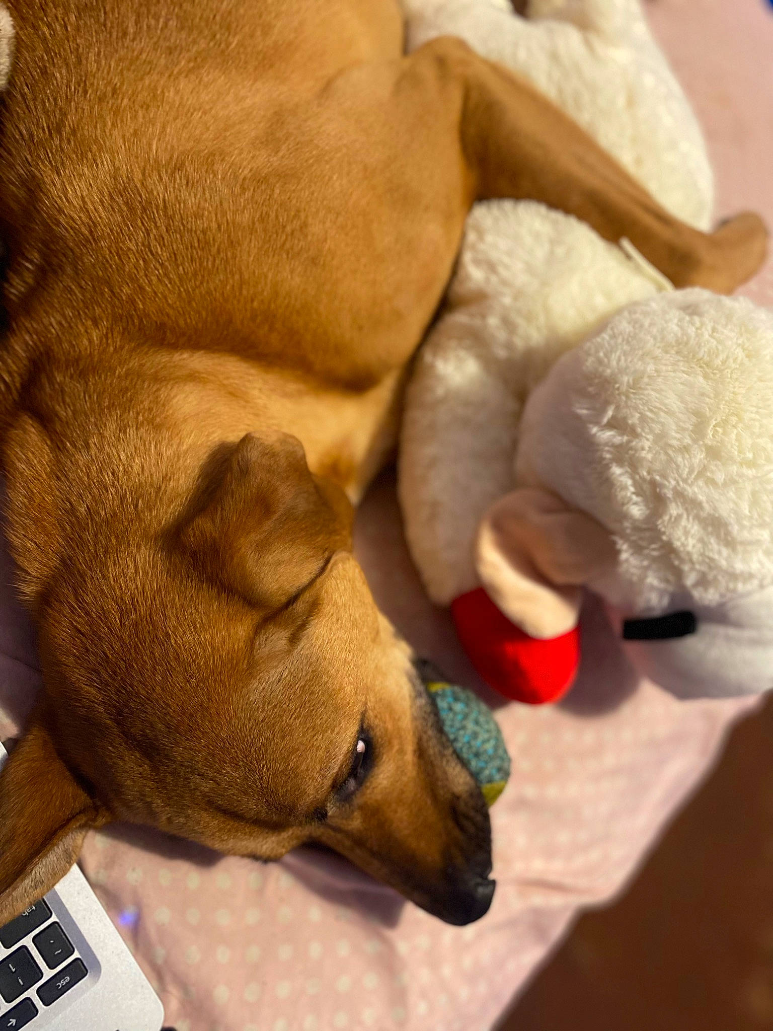 Marlow joined the competition — help win amazing prizes! canidae, carnivore, collar, comfort, companion_dog, dog, dog_breed, dog_supply, fawn, fur, input_device, laptop, liver, paw, pet_supply, snout, sporting_group, tail, terrestrial_animal, working_animal