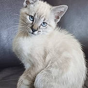 Philou a rejoint le concours — aidez-le/la à gagner de superbes lots ! kitten, cat, blue_eyes, fluffy, sitting, pet, animal, indoor, leather_couch, curious, cute, feline, whiskers, tail, young_cat, domestic_cat, soft_fur, portrait, closeup, house_pet