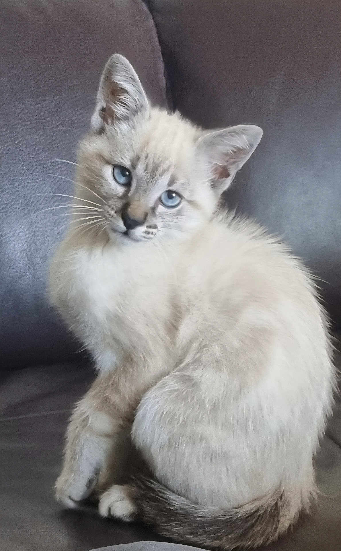 Philou a rejoint le concours — aidez-le/la à gagner de superbes lots ! kitten, cat, blue_eyes, fluffy, sitting, pet, animal, indoor, leather_couch, curious, cute, feline, whiskers, tail, young_cat, domestic_cat, soft_fur, portrait, closeup, house_pet