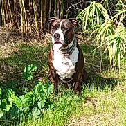 Taya participe au concours pour gagner de l'argent avec cette photo : dog, animal, pet, sitting, outdoors, grass, bamboo, garden, nature, black_and_white, spotted, collar, dog_tag, portrait, sunlight, vegetation, backyard, canine, alert, summer