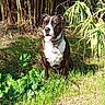dog, animal, pet, sitting, outdoors, grass, bamboo, garden, nature, black_and_white, spotted, collar, dog_tag, portrait, sunlight, vegetation, backyard, canine, alert, summer
