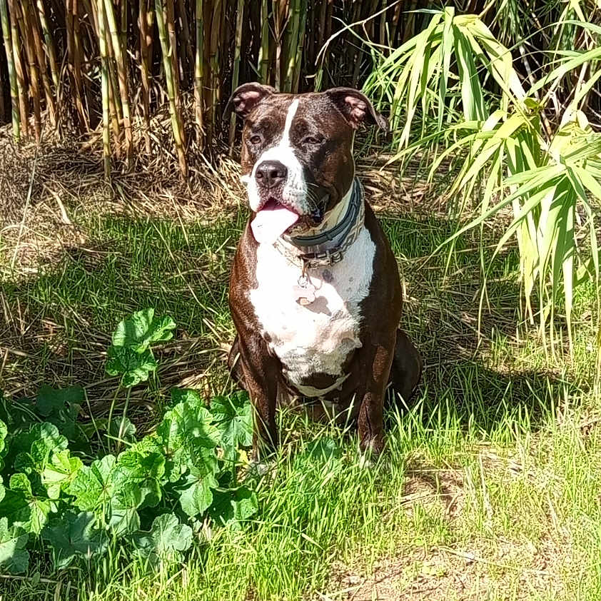 Taya participe au concours pour gagner de l'argent avec cette photo : dog, animal, pet, sitting, outdoors, grass, bamboo, garden, nature, black_and_white, spotted, collar, dog_tag, portrait, sunlight, vegetation, backyard, canine, alert, summer