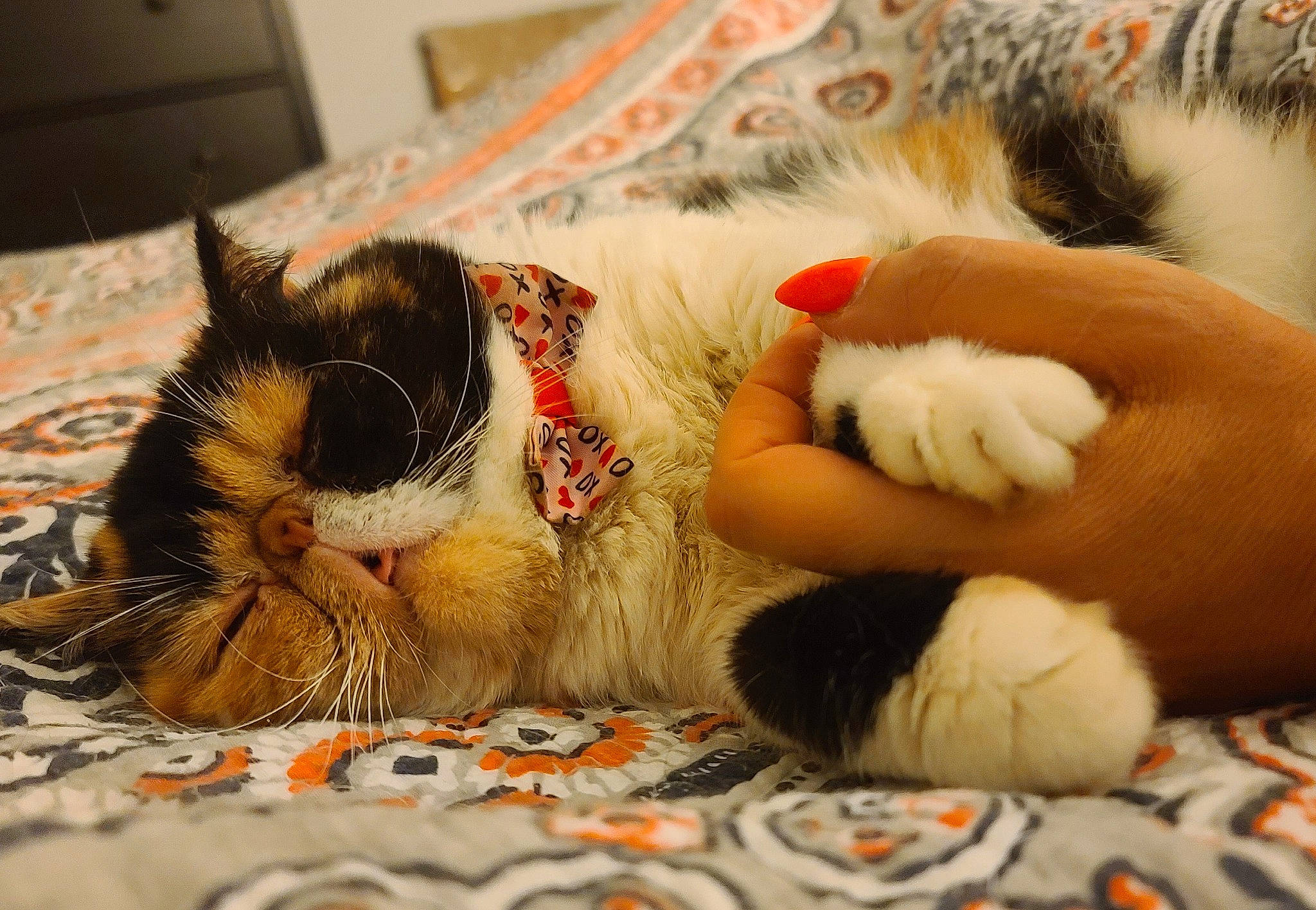 Daisy joined the competition — help win amazing prizes! bedding, carmine, carnivore, cat, claw, comfort, companion_dog, domestic_short_haired_cat, fawn, felidae, foot, fur, linens, nap, paw, small_to_medium_sized_cats, snout, tail, textile, whiskers