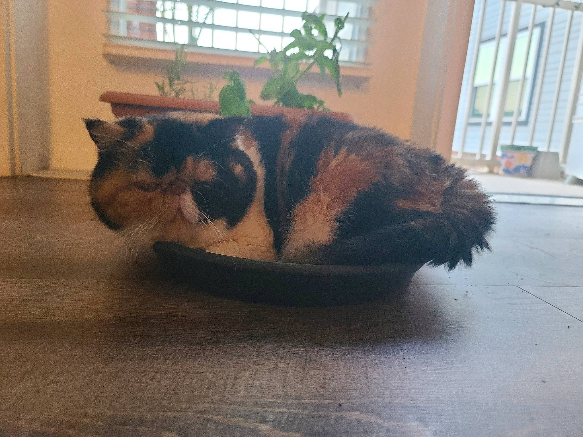 Daisy is registered to the contest to win money with this photo: carnivore, cat, comfort, domestic_short_haired_cat, fawn, felidae, floor, flooring, flowerpot, grey, hardwood, houseplant, laminate_flooring, plant, small_to_medium_sized_cats, snout, tail, whiskers, window, wood