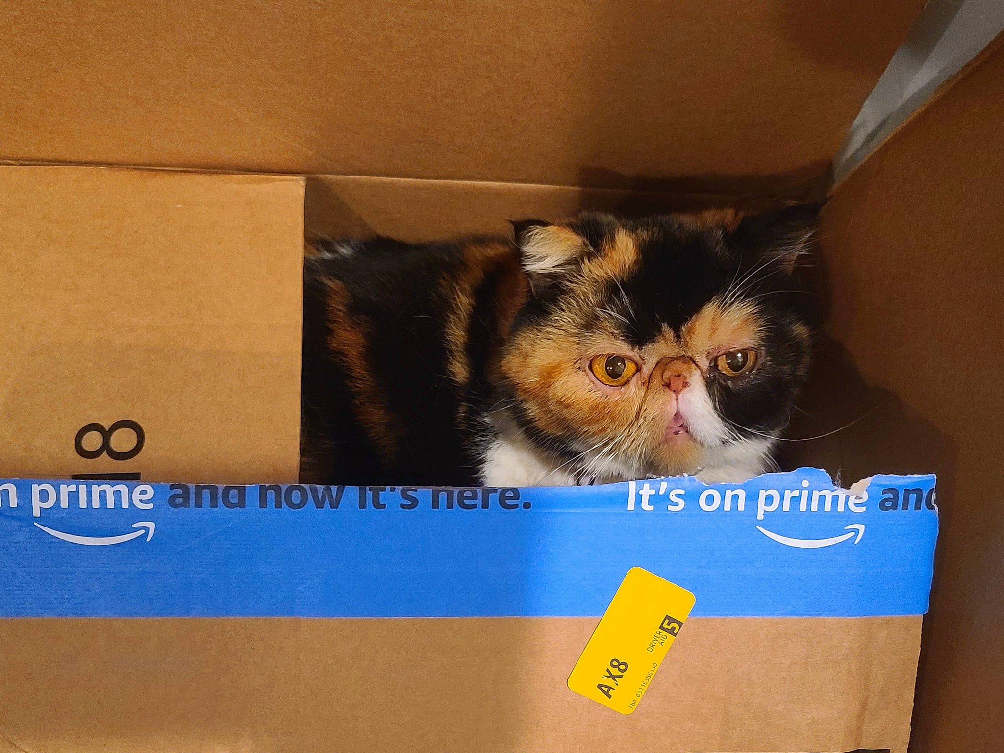 Daisy is registered to the contest to win money with this photo: box, cardboard, carnivore, carton, cat, domestic_short_haired_cat, felidae, font, fur, package_delivery, packaging_and_labeling, packing_materials, paper, paper_bag, paper_product, photo_caption, rectangle, shipping_box, small_to_medium_sized_cats, whiskers
