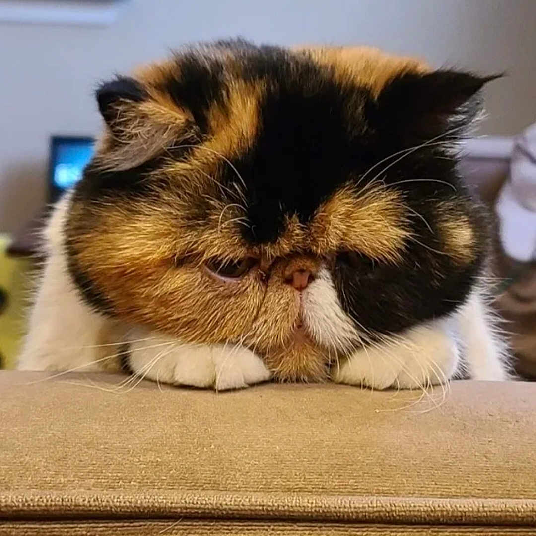 Daisy joined the competition — help win amazing prizes! carnivore, cat, cat_supply, claw, comfort, domestic_short_haired_cat, eye, fawn, felidae, foot, fur, head, nap, paw, sleep, small_to_medium_sized_cats, snout, tail, terrestrial_animal, whiskers