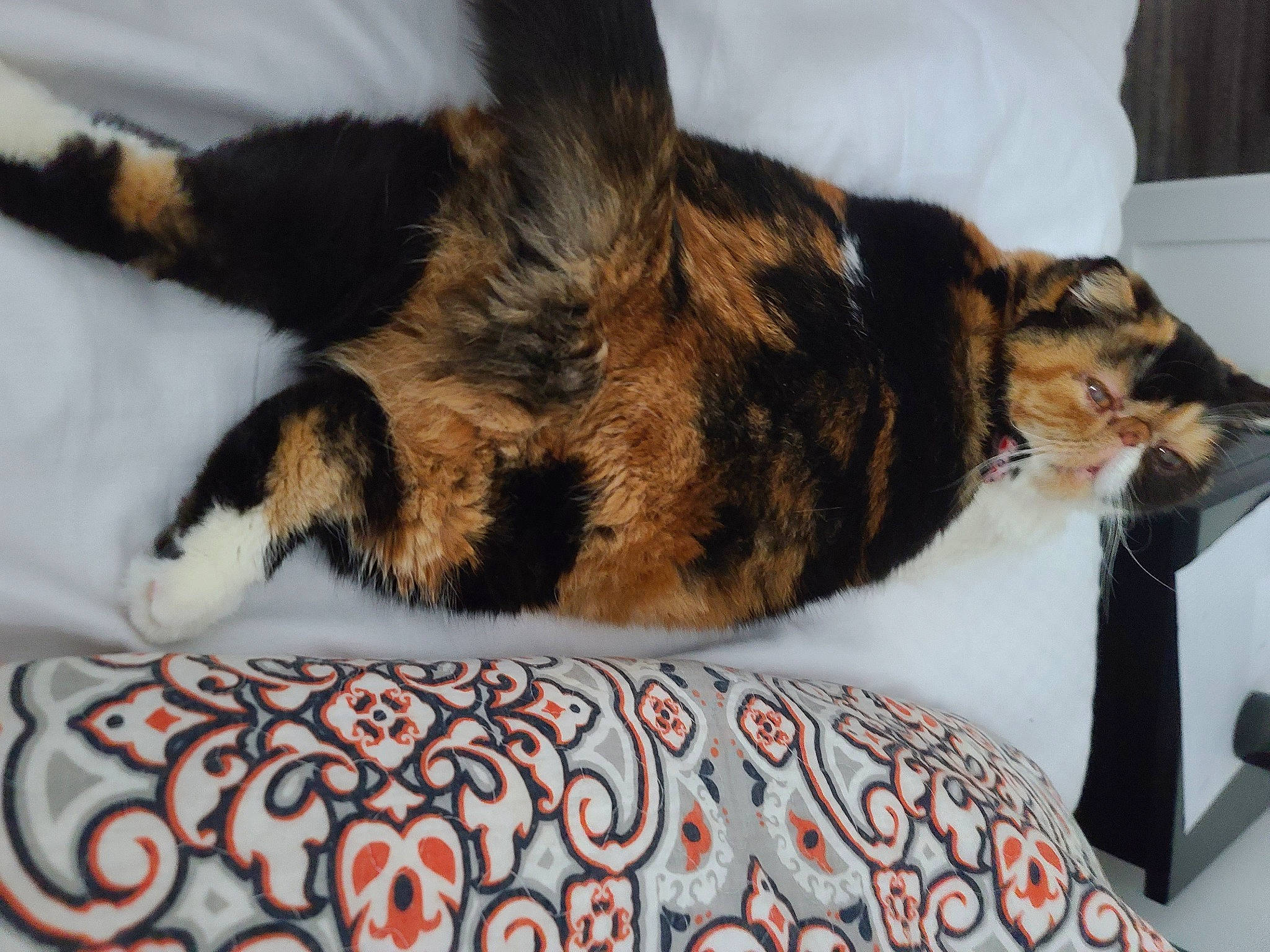 Daisy is registered to the contest to win money with this photo: bed, bedding, carnivore, cat, claw, comfort, domestic_short_haired_cat, felidae, fur, linens, nap, paw, room, sleep, small_to_medium_sized_cats, tail, terrestrial_animal, whiskers
