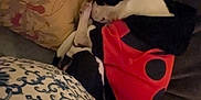Frankie is registered to the contest to win money with this photo: dog, sleeping, hoodie, red, black_and_white, cushion, pattern, floral, indoor, cozy, resting, pet, cute, small_dog, fabric, comfort, home, animal, relaxing, nap
