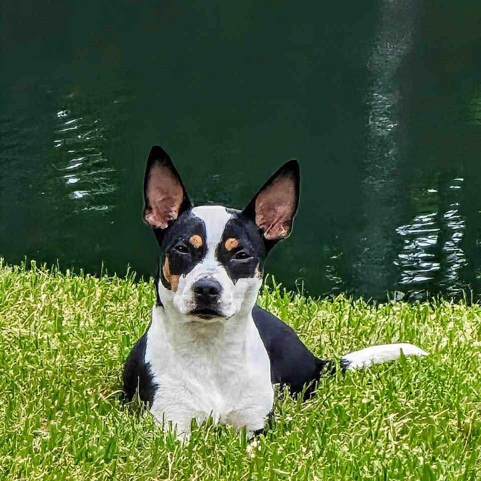 Frankie joined the competition — help win amazing prizes! alert, animal, black_and_white, calm, canine, daylight, dog, ears_up, fur, grass, lake, nature, outdoor, pet, pond, relaxed, resting, snout, summer, water