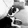 Frankie joined the competition — help win amazing prizes! dog, black_and_white, couch, blanket, hand, petting, indoor, living_room, pillow, plant, furniture, collar, blur, domestic_animal, comfort, relaxation, human, animal, seated, home