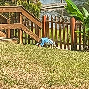 Frankie joined the competition — help win amazing prizes! dog, clothing, grass, fence, water, pond, plant, tree, yard, outdoor, pet, canine, wood, nature, sunlight, daytime, animal, blue, sniffing, small