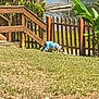 dog, clothing, grass, fence, water, pond, plant, tree, yard, outdoor, pet, canine, wood, nature, sunlight, daytime, animal, blue, sniffing, small