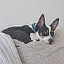 dog, pet, couch, indoor, resting, small_dog, black_and_white, tan_markings, ears, collar, looking, relaxed, animal, fur, canine, home, furniture, cozy, laying, side_view