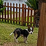 Frankie is registered to the contest to win money with this photo: dog, grass, fence, pond, water, outdoor, pet, animal, black, white, ears, tail, nature, yard, wood, plants, green, daytime, small_dog, canine