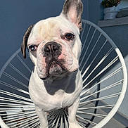 Henry is registered to the contest to win money with this photo: animal, blue_sky, chair, closeup, cute, dog, ears, expression, face, french_bulldog, minimalist, modern, outdoor, paw, pet, plant, pot, shadow, sunlight, white