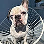 animal, blue_sky, chair, closeup, cute, dog, ears, expression, face, french_bulldog, minimalist, modern, outdoor, paw, pet, plant, pot, shadow, sunlight, white