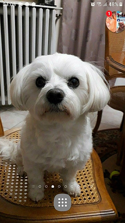 Isco a rejoint le concours — aidez-le/la à gagner de superbes lots ! bichon, bolognese, bolonka, canidae, carnivore, companion_dog, dog, dog_breed, kyi_leo, lowchen, mal_shi, maltepoo, maltese, mammal, puppy, puppy_love, rare_breed_dog, snout, toy_dog, vertebrate