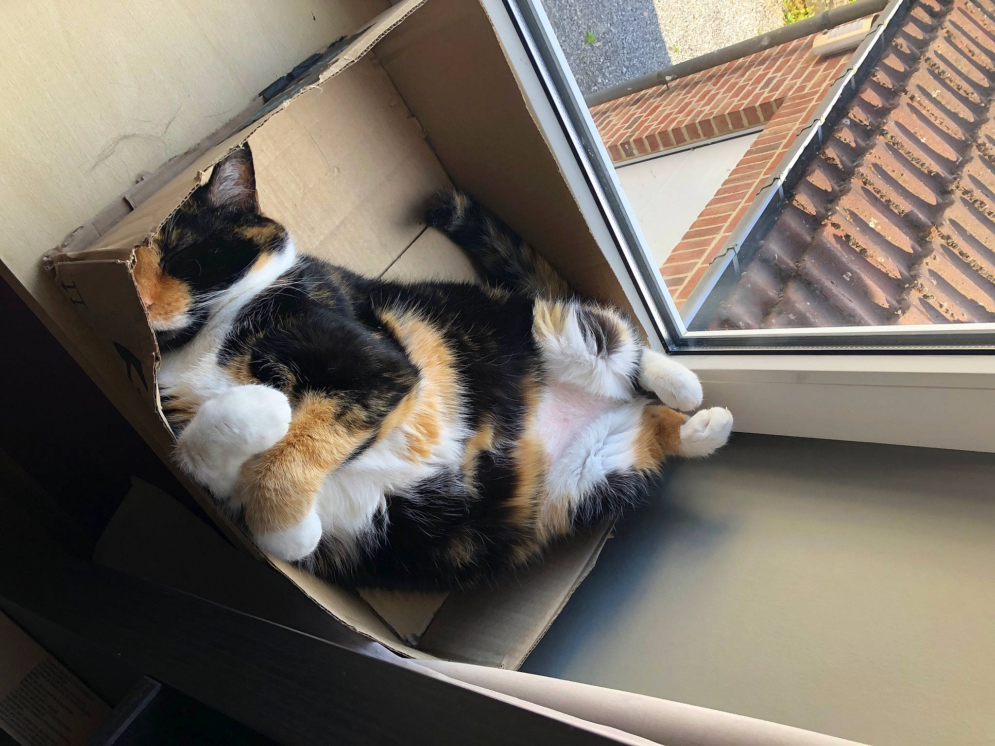 Cera participe au concours pour gagner de l'argent avec cette photo : automotive_exterior, box, carnivore, cat, comfort, daylighting, domestic_short_haired_cat, felidae, fur, glass, metal, paw, room, small_to_medium_sized_cats, snout, tail, whiskers, window, windshield, wood