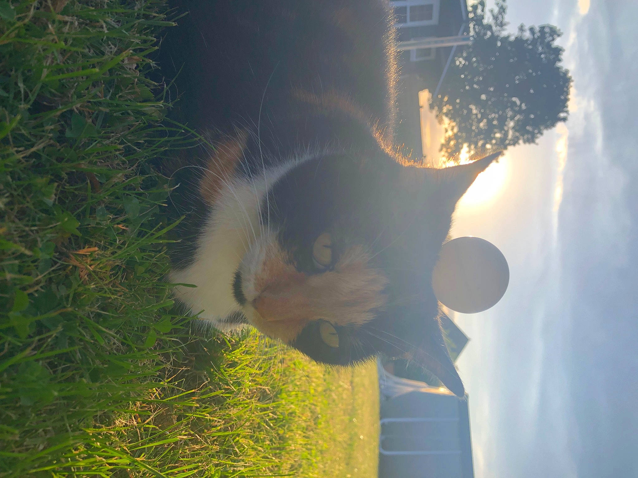 Cera participe au concours pour gagner de l'argent avec cette photo : branch, carnivore, cat, cloud, felidae, grass, lens_flare, plant, shadow, sky, small_to_medium_sized_cats, sunlight, tail, tints_and_shades, tree, twig, whiskers, window, wood, woody_plant