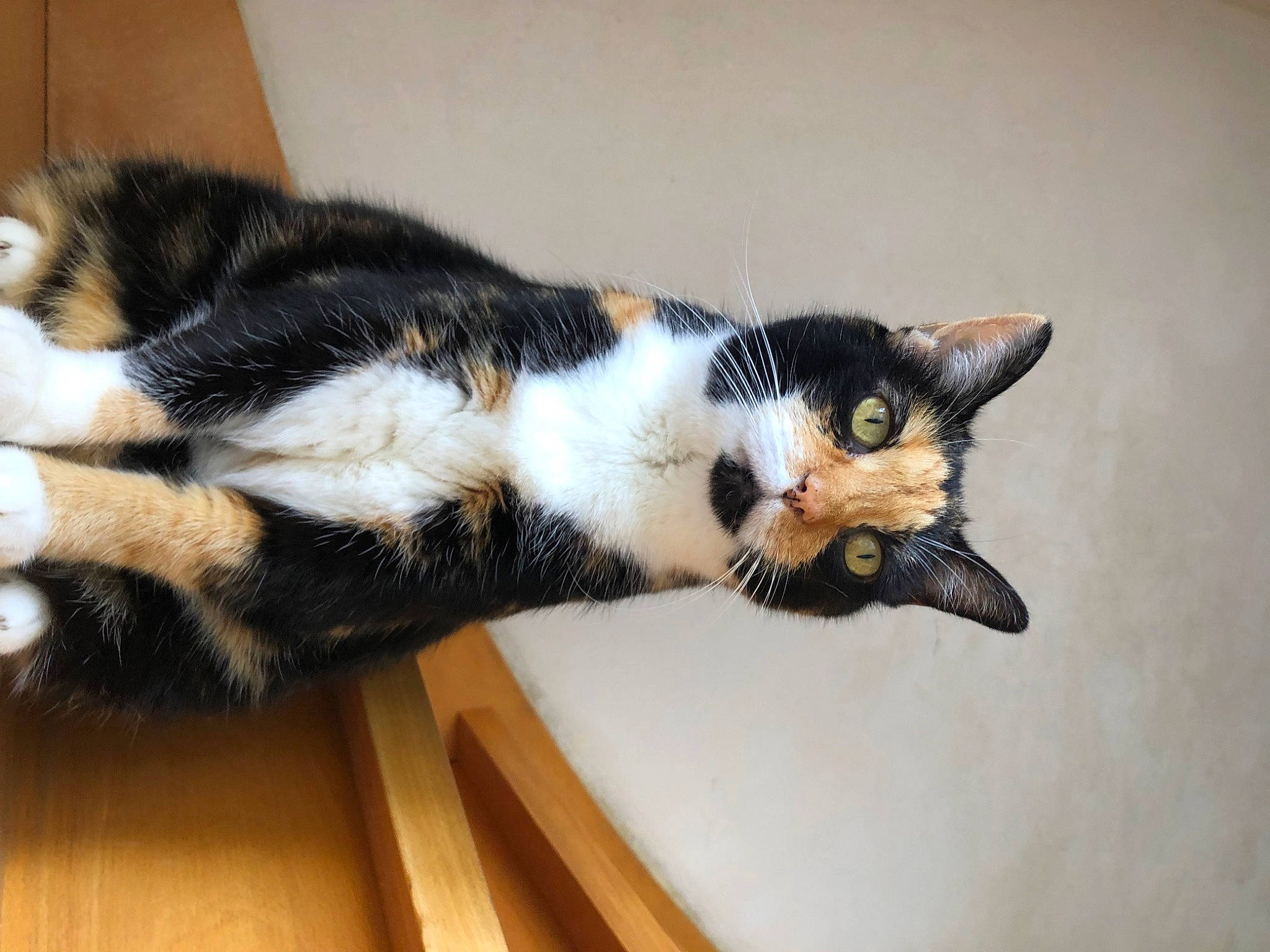 Cera a rejoint le concours — aidez-le/la à gagner de superbes lots ! carnivore, cat, claw, comfort, domestic_short_haired_cat, felidae, flooring, foot, fur, hardwood, paw, small_to_medium_sized_cats, snout, tail, whiskers, window, wood