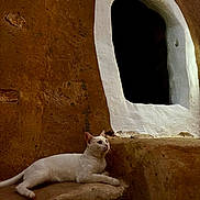 Harissa participe au concours pour gagner de l'argent avec cette photo : animal, architecture, brown_wall, calm, cat, earth_tone, feline, mammal, nature, outdoor, pet, quiet, relaxation, resting, rustic, soft_light, still_life, texture, white_cat, window