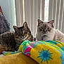 cat, tabby_cat, ragdoll_cat, bed, blanket, cushion, indoor, furniture, vertical_blinds, pet, animal, fur, face, ears, eyes, collar, blue_bell, resting, cozy, domestic