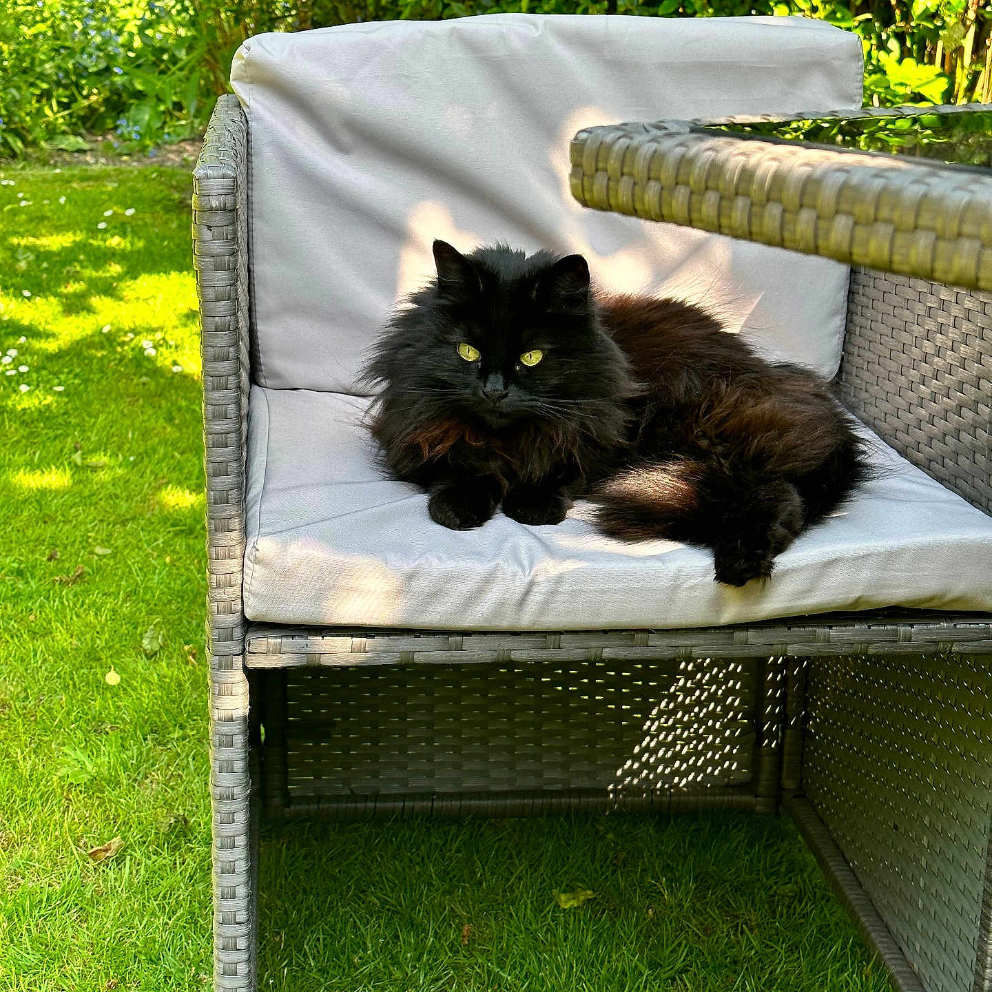 Coco is registered to the contest to win money with this photo: animal, black_cat, calm, cat, chair, cushion, daylight, domestic_animal, fluffy_fur, furniture, garden, green_grass, nature, outdoor, pet, plants, relaxing, resting, shadows, sunlight