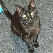 Ozzy is registered to the contest to win money with this photo: cat, black_cat, feline, pet, indoor, carpet, whiskers, yellow_eyes, staring, sitting, paws, tail, close_up, portrait, flash, shine, domestic, curious, playful, fur