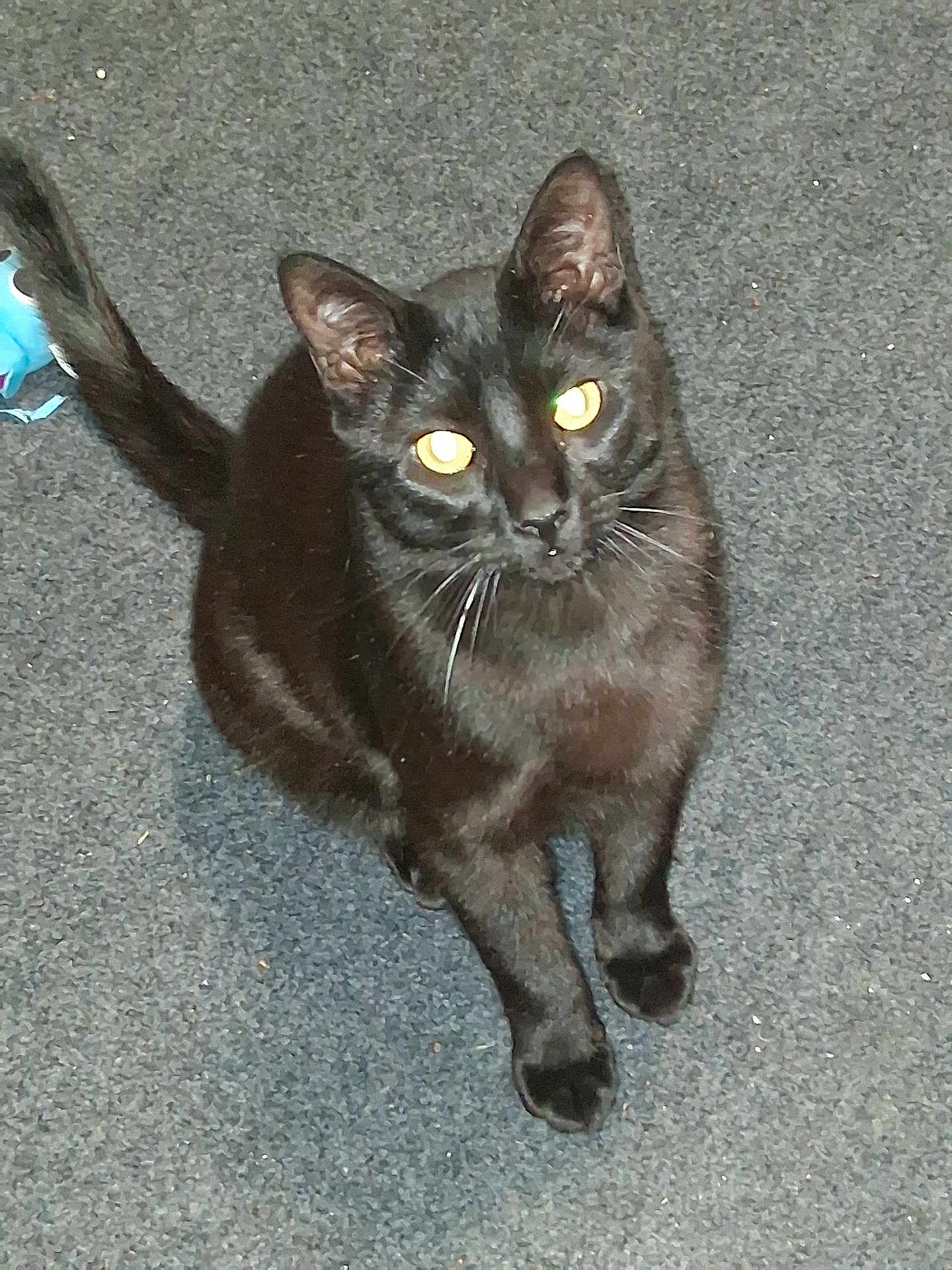 Ozzy is registered to the contest to win money with this photo: cat, black_cat, feline, pet, indoor, carpet, whiskers, yellow_eyes, staring, sitting, paws, tail, close_up, portrait, flash, shine, domestic, curious, playful, fur