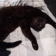 Ozzy is registered to the contest to win money with this photo: black_cat, cat, pet, sleeping, bed, bedding, blanket, indoor, feline, animal, relaxation, paw, whiskers, cozy, fur, stretching, domestic_cat, resting, cute, companion