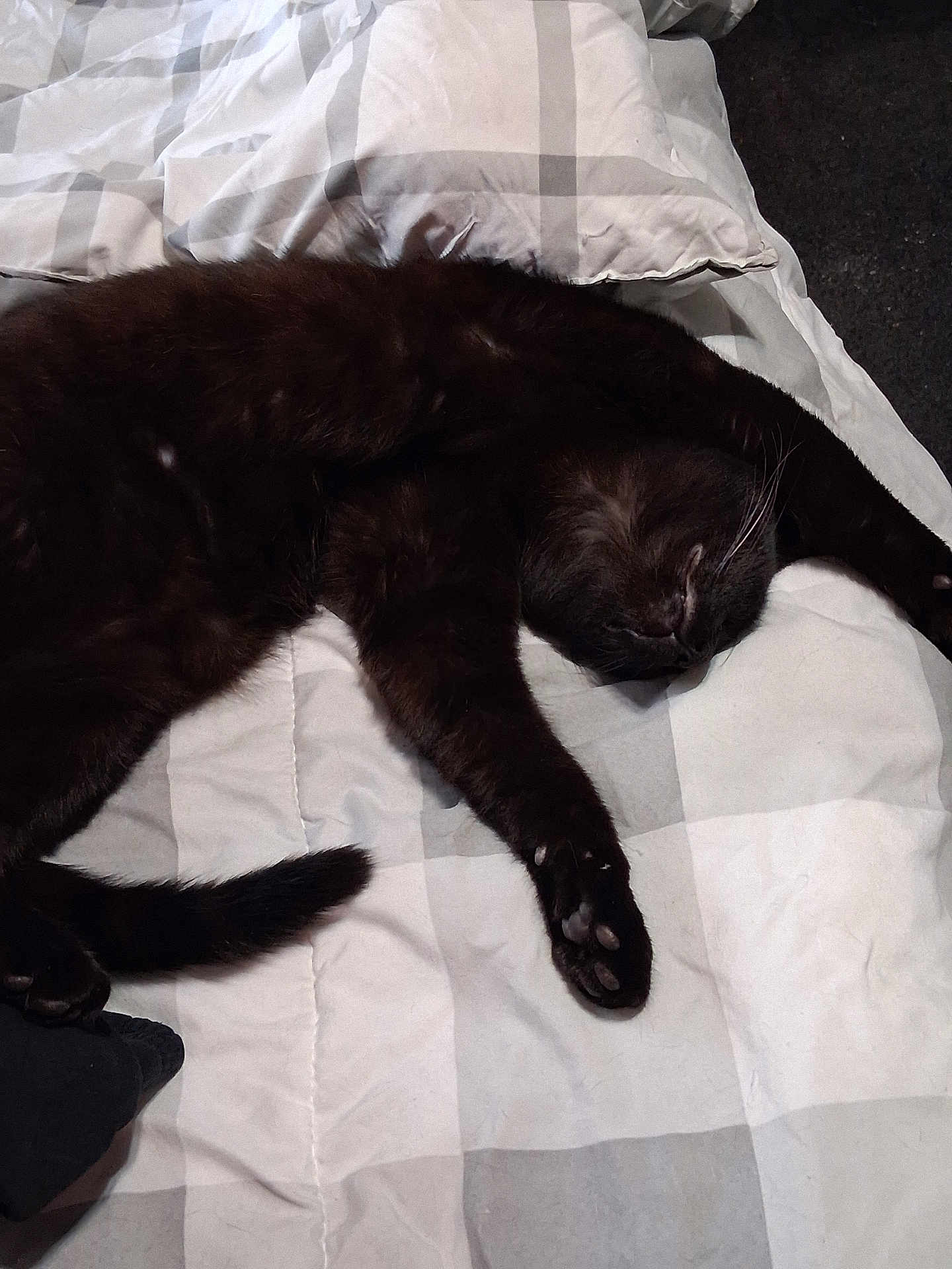 Ozzy is registered to the contest to win money with this photo: black_cat, cat, pet, sleeping, bed, bedding, blanket, indoor, feline, animal, relaxation, paw, whiskers, cozy, fur, stretching, domestic_cat, resting, cute, companion