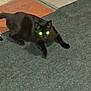 Ozzy joined the competition — help win amazing prizes! animal, black_cat, carpet, cat, curiosity, domestic_cat, feline, glowing_eyes, grainy, green_eyes, indoor, low_light, paws, pet, portrait, rug_edge, stare, tail, whiskers, wood_floor