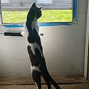 Oreo is registered to the contest to win money with this photo: cat, tuxedo_cat, standing, hind_legs, window, looking_out, indoor, carpet, sunlight_patch, grass_outside, door, apartment, mailbox, building_exterior, curious, pet, domestic_animal, silhouette, neck_strip, whiskers