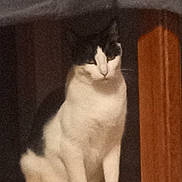 Alice joined the competition — help win amazing prizes! cat, black_and_white, sitting, wooden_surface, indoor, pet, animal, feline, quiet, still, fur, whiskers, ears, face, legs, paws, shadow, dark_background, window, curtain