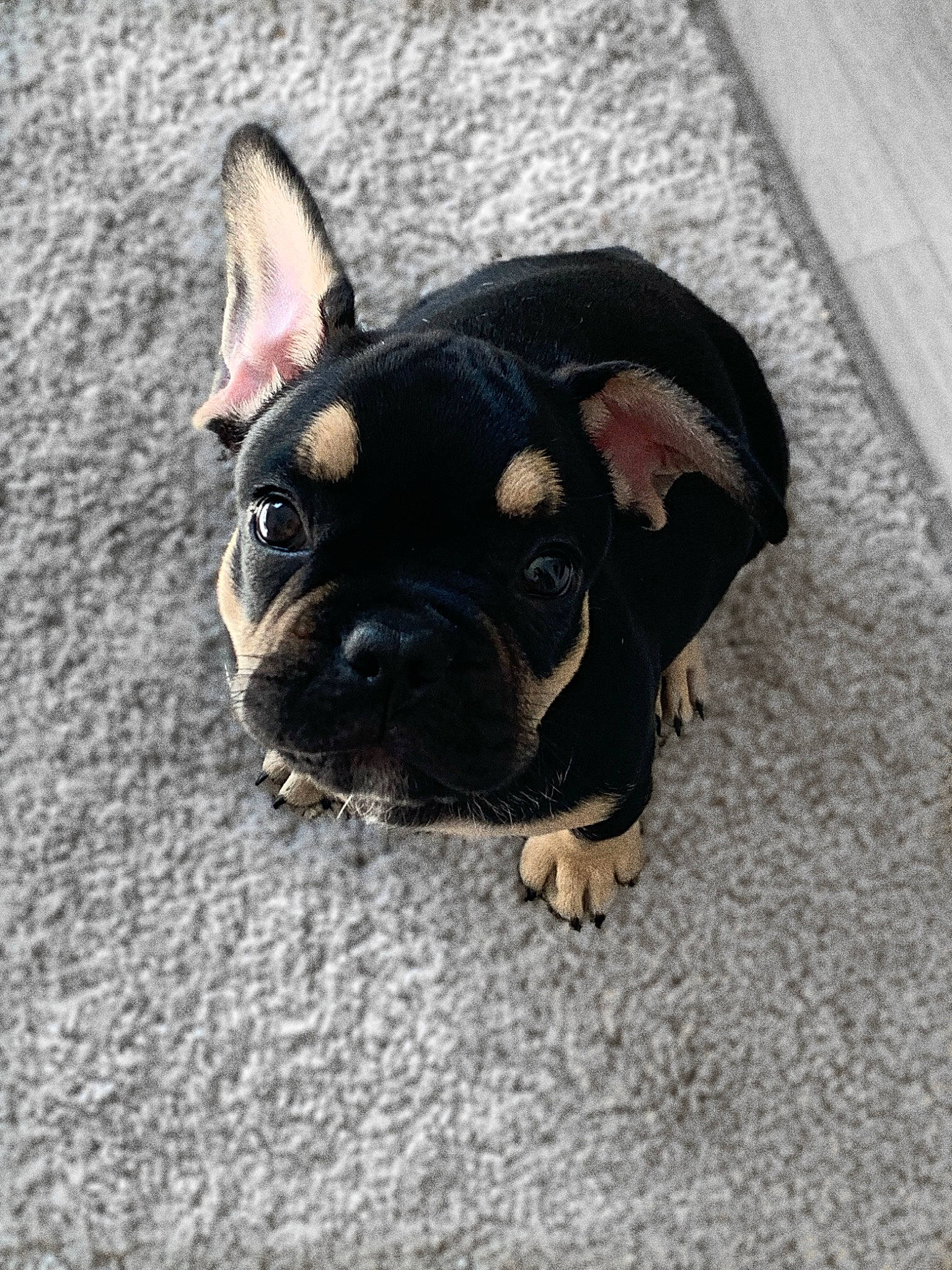 Georges participe au concours pour gagner de l'argent avec cette photo : boston_terrier, bulldog, canidae, carnivore, companion_dog, dog, dog_breed, ear, fawn, french_bulldog, grass, molosser, paw, snout, sporting_group, tail, terrestrial_animal, toy_dog, whiskers, working_animal