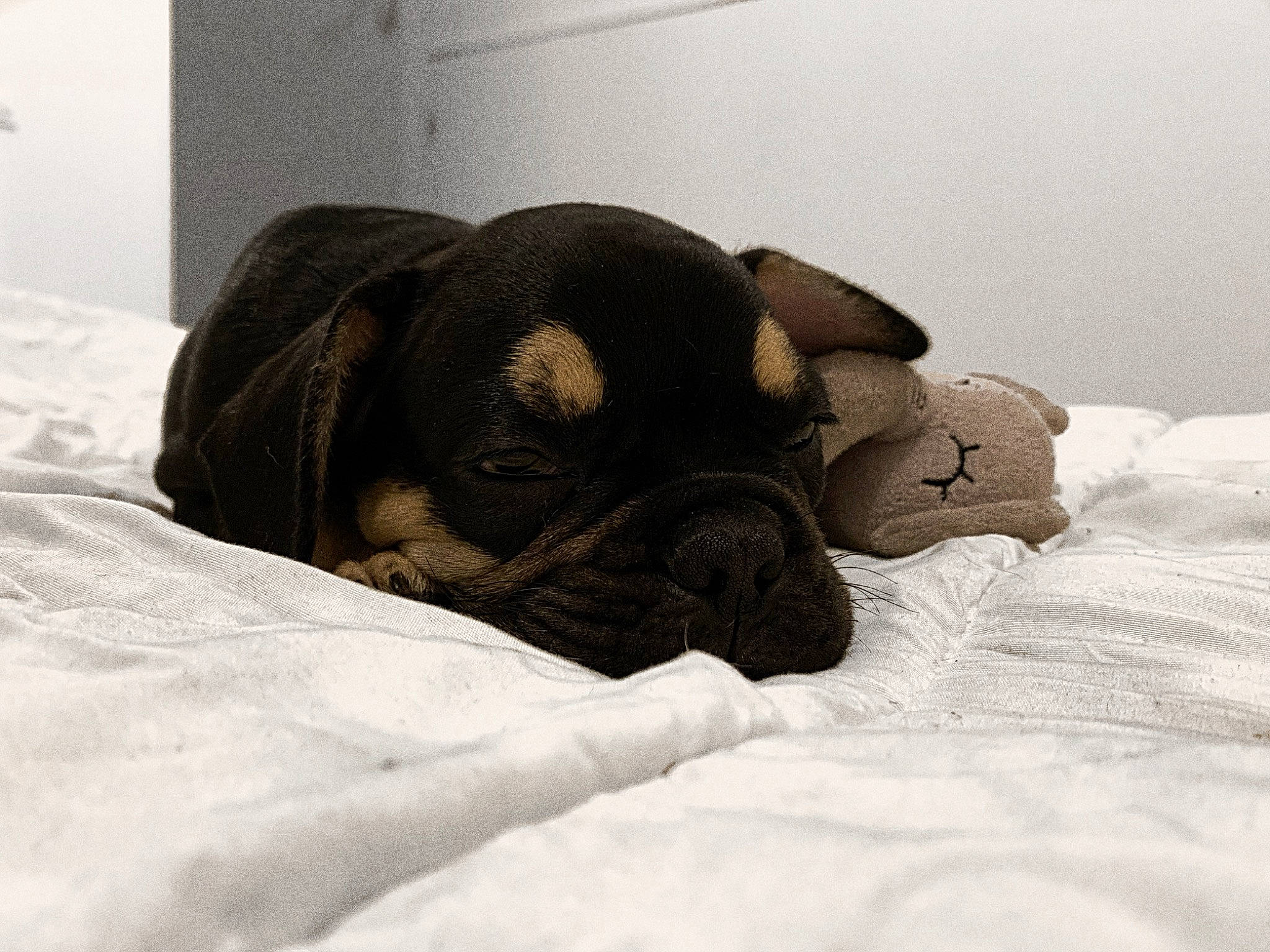 Georges a rejoint le concours — aidez-le/la à gagner de superbes lots ! bedding, carnivore, comfort, companion_dog, dog, dog_breed, fawn, fur, grey, linens, liver, mammal, snout, sporting_group, terrestrial_animal, toy_dog, vertebrate, whiskers, working_animal, wrinkle