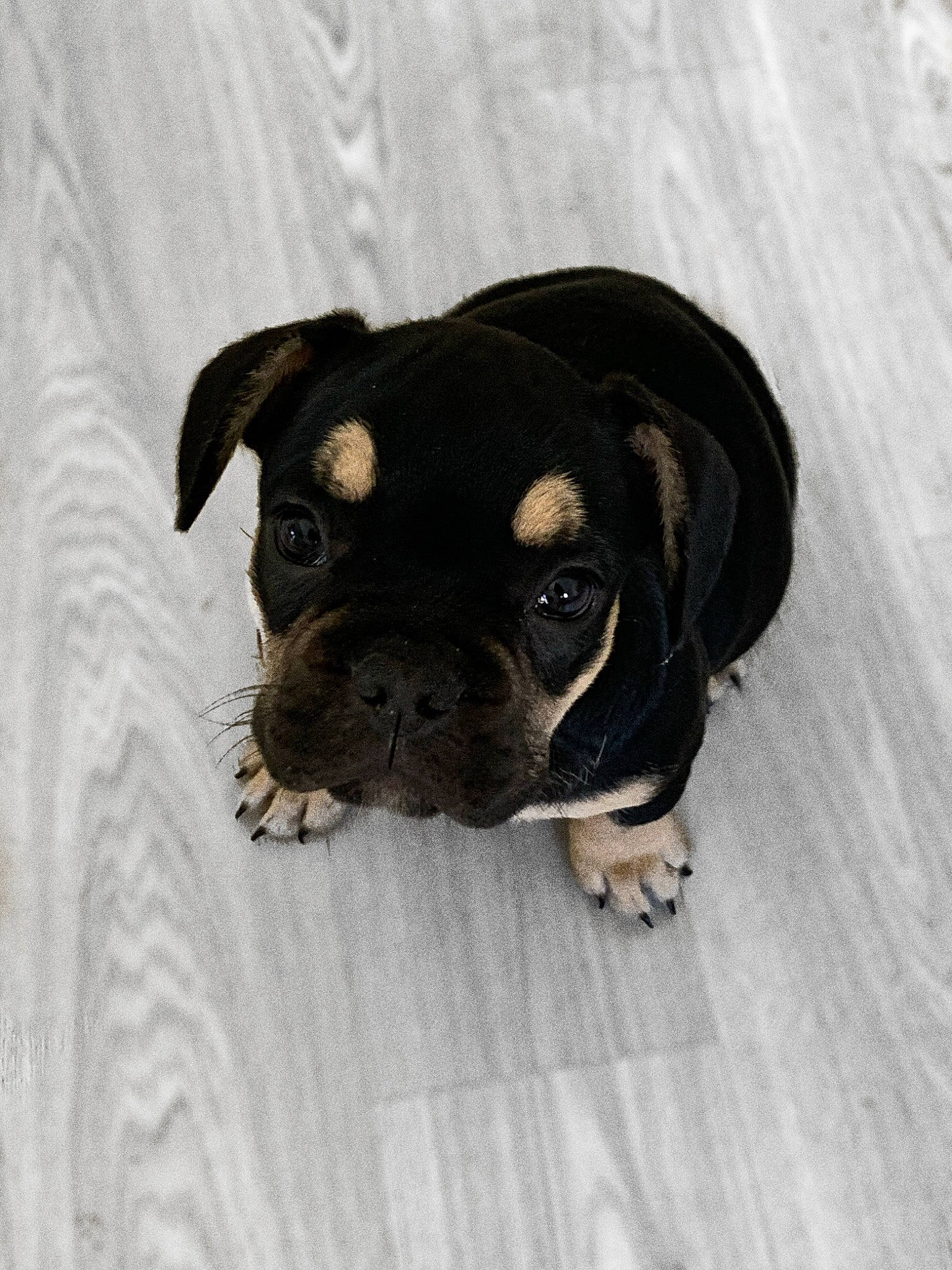 Georges a rejoint le concours — aidez-le/la à gagner de superbes lots ! canidae, carnivore, companion_dog, dog, dog_breed, fawn, flooring, fur, grey, hardwood, non_sporting_group, snout, snow, sporting_group, terrestrial_animal, toy_dog, whiskers, wood, working_animal, working_dog