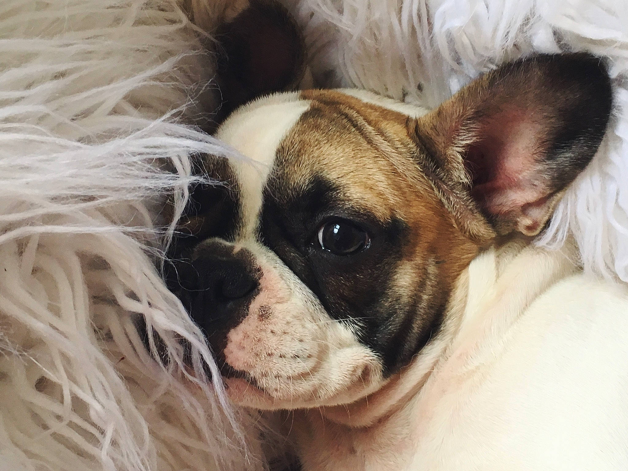 Octavia participe au concours pour gagner de l'argent avec cette photo : bulldog, canidae, carnivore, comfort, companion_dog, dog, dog_breed, dog_supply, ear, fawn, fur, liver, puppy_love, snout, sporting_group, terrestrial_animal, toy_dog, whiskers, working_animal, wrinkle