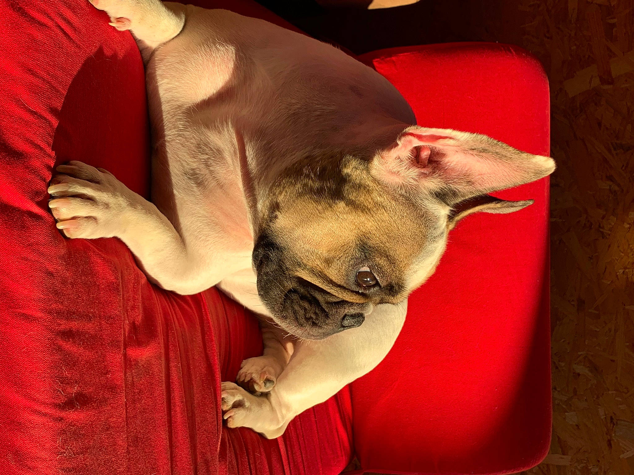 Octavia a rejoint le concours — aidez-le/la à gagner de superbes lots ! bulldog, canidae, carnivore, comfort, companion_dog, dog, dog_breed, ear, eye, fawn, felidae, head, jaw, linens, snout, sporting_group, toy_dog, whiskers, working_animal, wrinkle