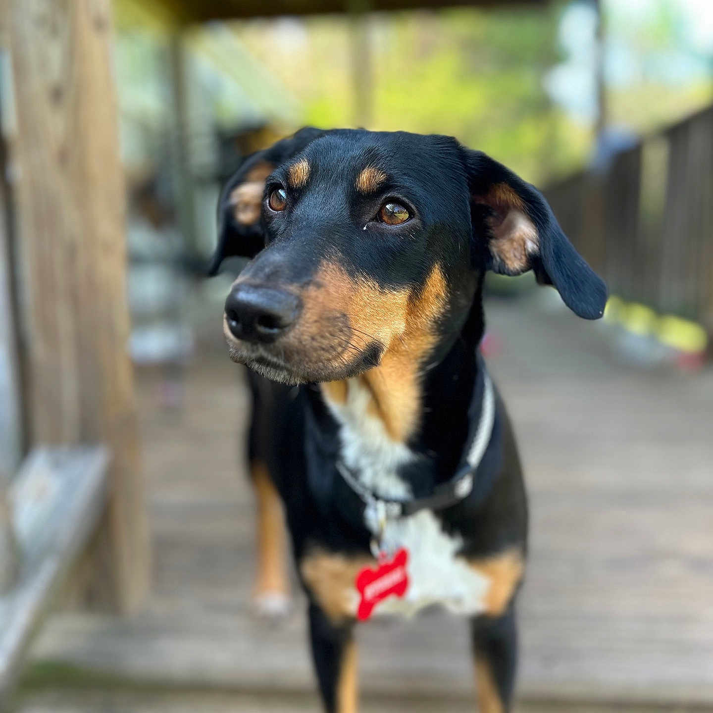 Stormi is registered to the contest to win money with this photo: accessories, animal, appenzeller, architecture, beagle, boardwalk, bridge, building, canine, dog, hound, labradorretriever, leash, outdoors, pet, puppy, strap, water, waterfront, wood