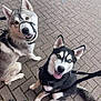 alert, animal, black_and_white, canine, companion, dog, ears, friendly, fur, gray, happy, huskie, leash, muzzle, outdoor, pavement, pet, sitting, tail, walking