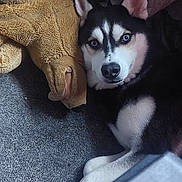 Kai joined the competition — help win amazing prizes! husky, dog, blue_eyes, plush_toy, teddy_bear, carpet, indoor, resting, pet, animal, black_and_white, fur, ears, face, nose, paw, cozy, companion, soft, cute
