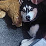 husky, dog, blue_eyes, plush_toy, teddy_bear, carpet, indoor, resting, pet, animal, black_and_white, fur, ears, face, nose, paw, cozy, companion, soft, cute