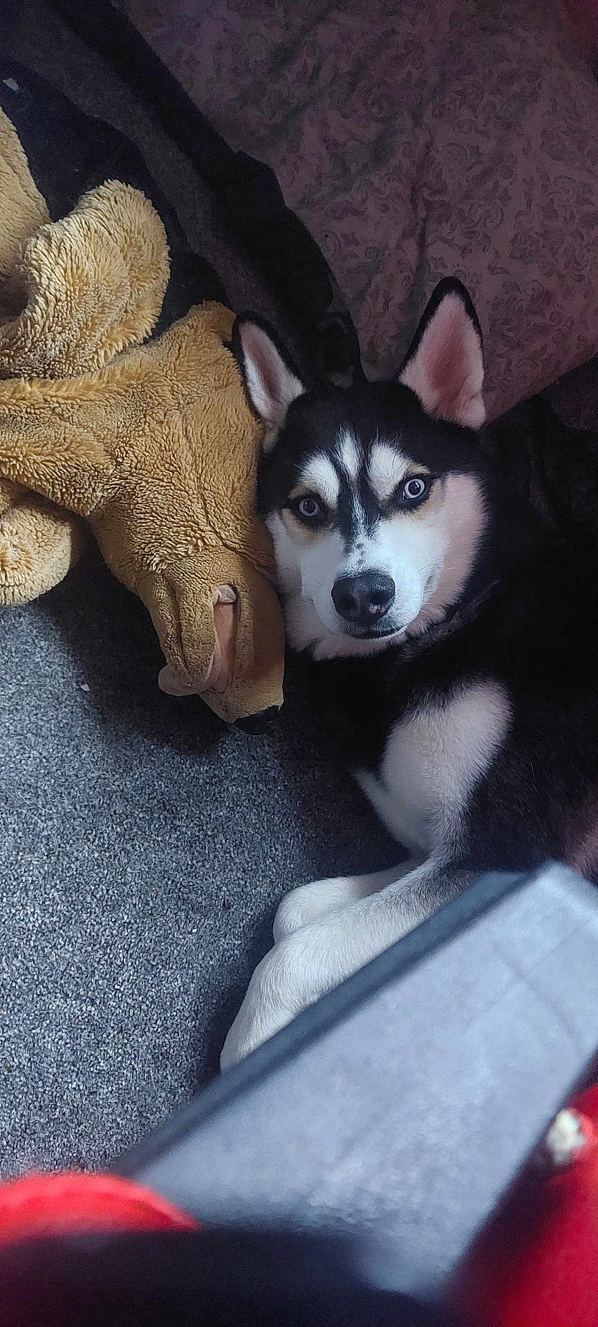 Kai