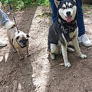 Kai is registered to the contest to win money with this photo: animal, canine, dirt, dog, forest, happy, husky, leash, nature, outdoor, person, pet, pug, roots, shadow, shoes, sunlight, tongue_out, trees, walk