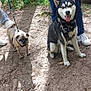 animal, canine, dirt, dog, forest, happy, husky, leash, nature, outdoor, person, pet, pug, roots, shadow, shoes, sunlight, tongue_out, trees, walk