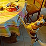 dog, pet, animal, standing, begging, funny, wide_eyed, brown_and_white, small_dog, face, snout, ears, paws, dinner_table, food_bowl, dog_food, tablecloth, wooden_chair, indoor, tile_floor