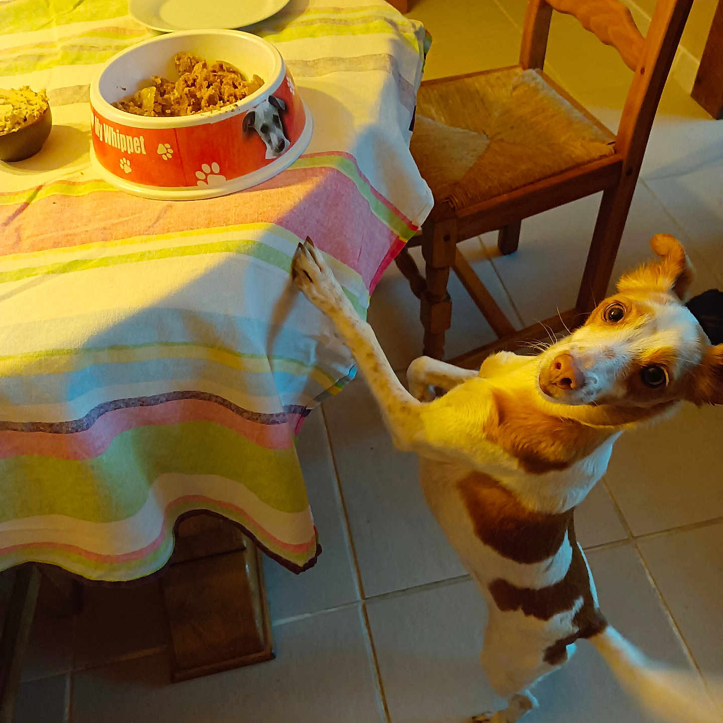 Pépette a rejoint le concours — aidez-le/la à gagner de superbes lots ! dog, pet, animal, standing, begging, funny, wide_eyed, brown_and_white, small_dog, face, snout, ears, paws, dinner_table, food_bowl, dog_food, tablecloth, wooden_chair, indoor, tile_floor