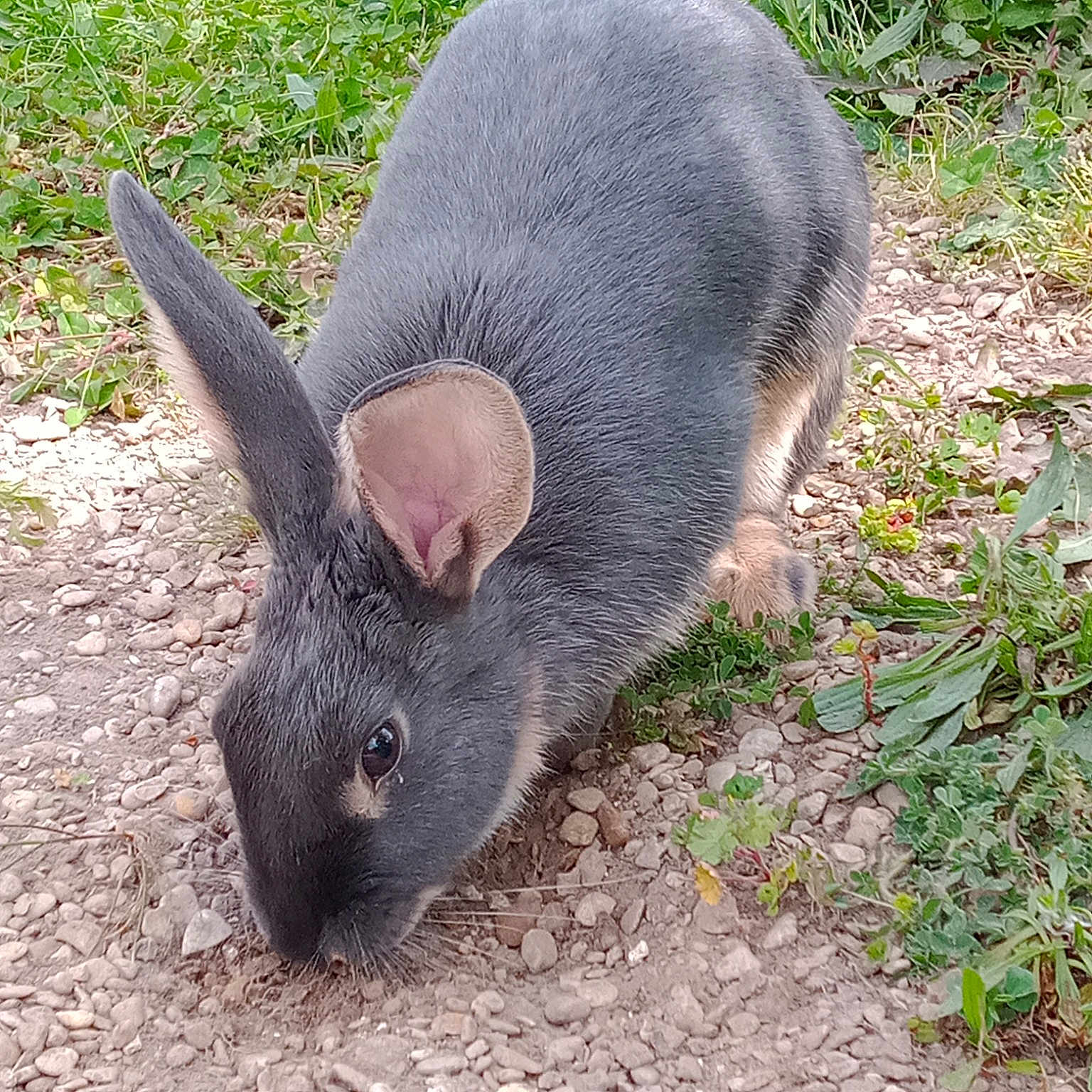 Mimi