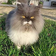 Lola a rejoint le concours — aidez-le/la à gagner de superbes lots ! cat, fluffy, gray, white, yellow_eyes, grass, outdoor, sunlight, pet, animal, feline, portrait, standing, nature, green, garden, house, intense_look, fur, domestic